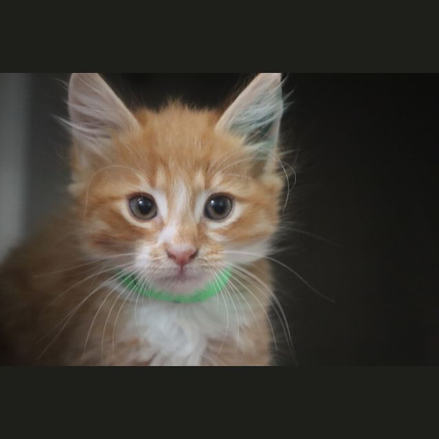 Photo of Troy