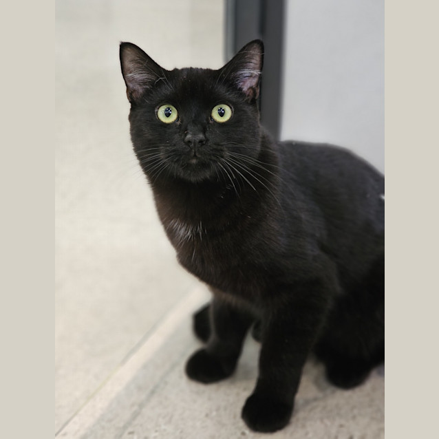 Photo of Midnight