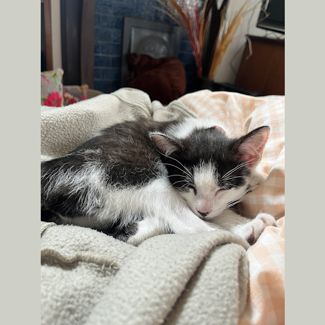 Photo of Penny