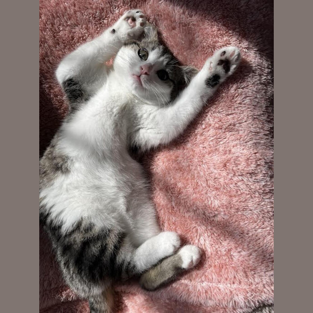Photo of Allie