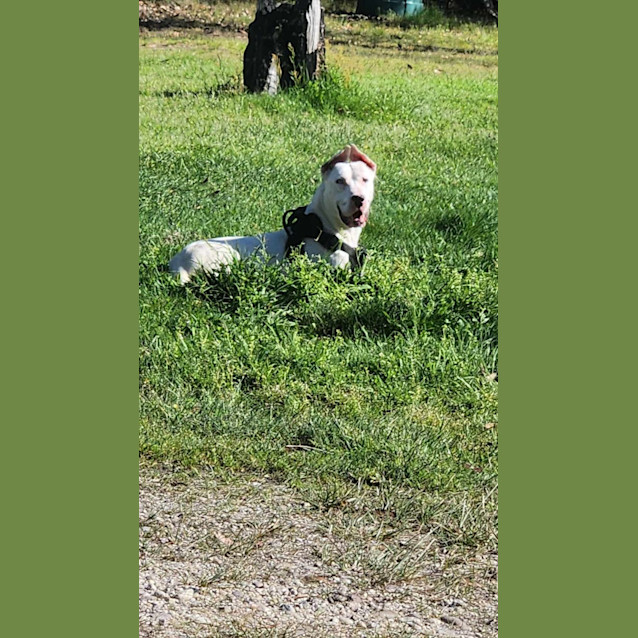 Photo of Monkey 