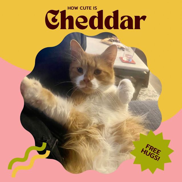 Photo of Cheddar 🧀🧡