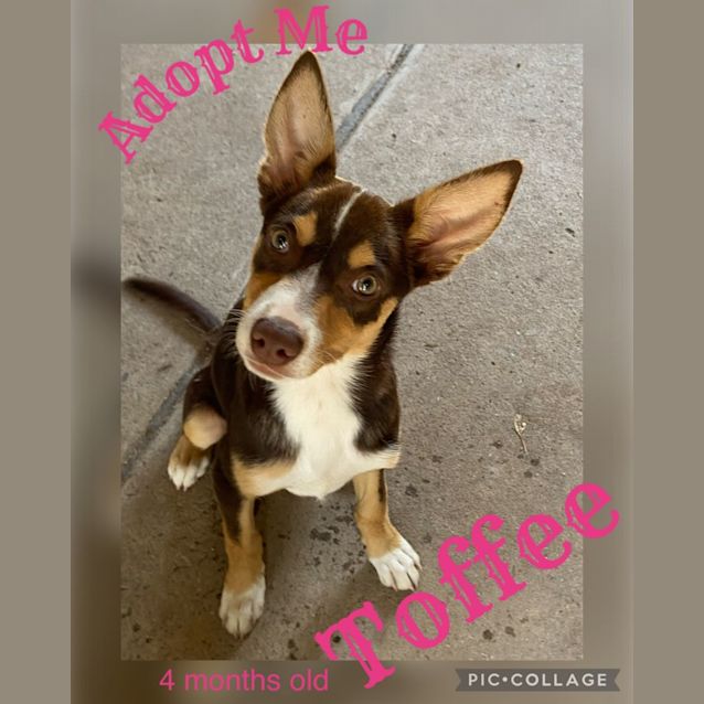 Photo of Toffee