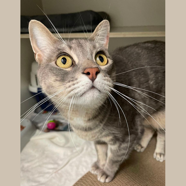 Photo of Nyx   Available From Petstock Engadine