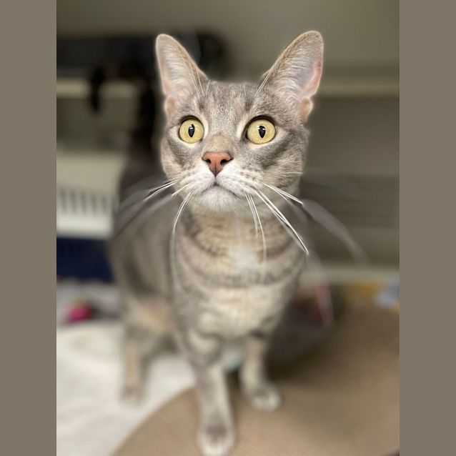 Photo of Nyx   Available From Petstock Engadine