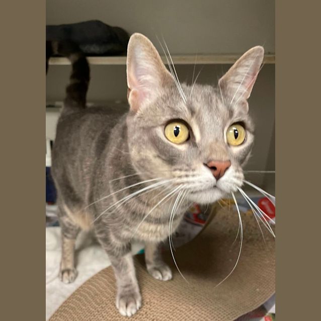 Photo of Nyx   Available From Petstock Engadine