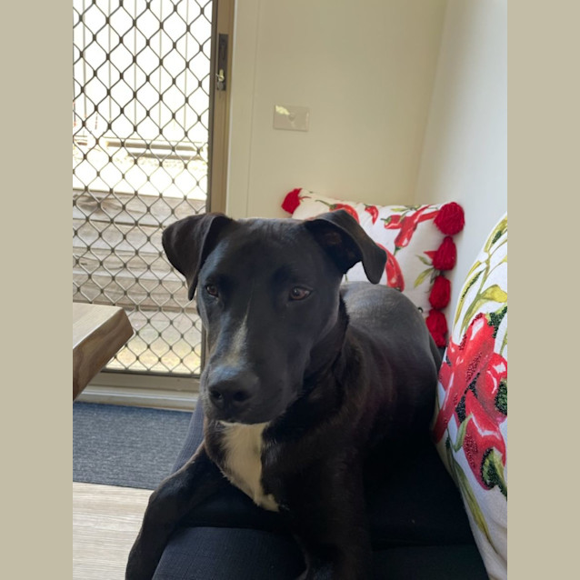 Photo of Cruiser