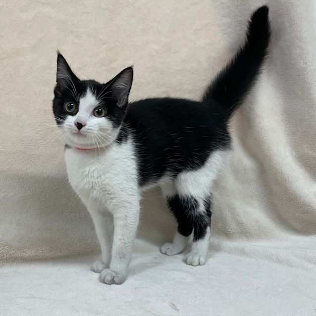 Photo of Jenifurr Clawpez