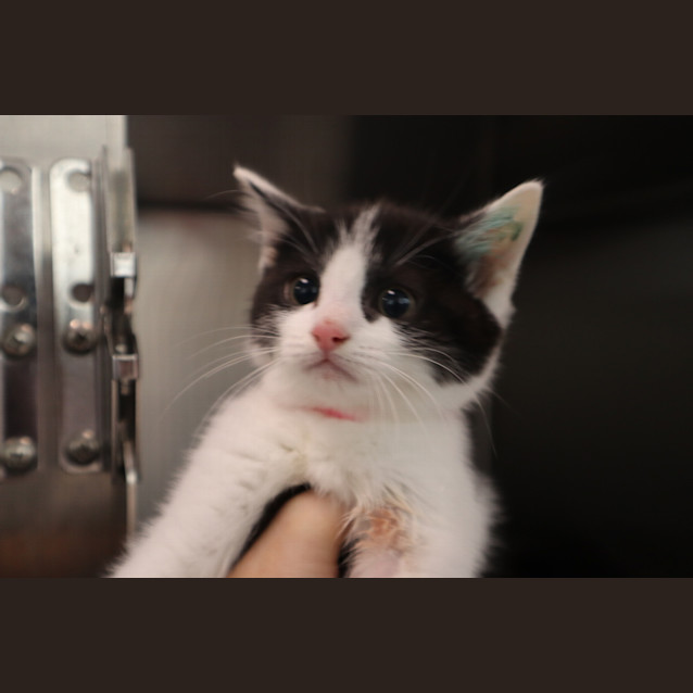 Photo of Tilly