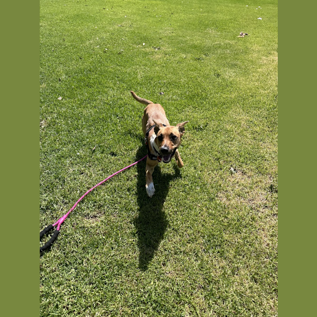 Photo of Bunny