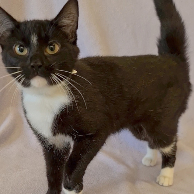 Photo of Catrick Swayze