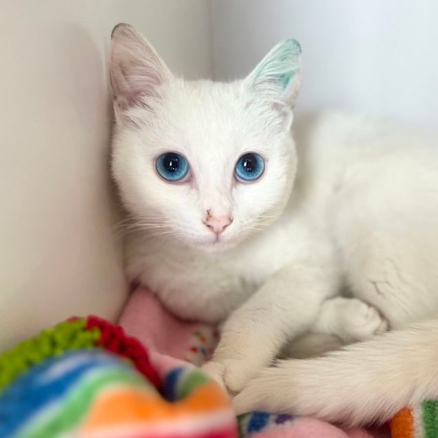 Photo of Polly Pocket