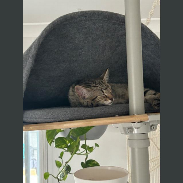 Photo of Peanut