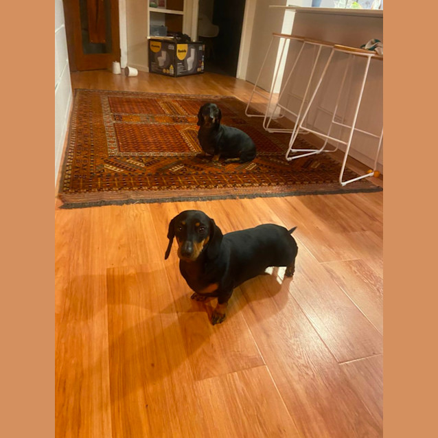 Photo of Dax And Wilbur 