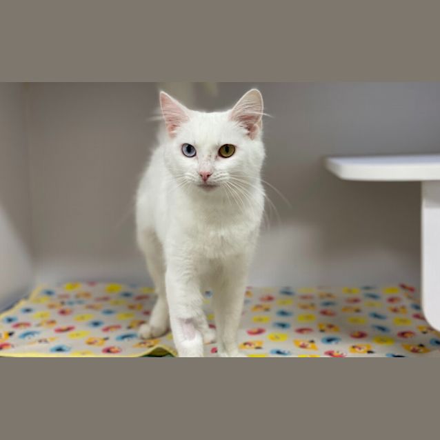 Photo of Skadi