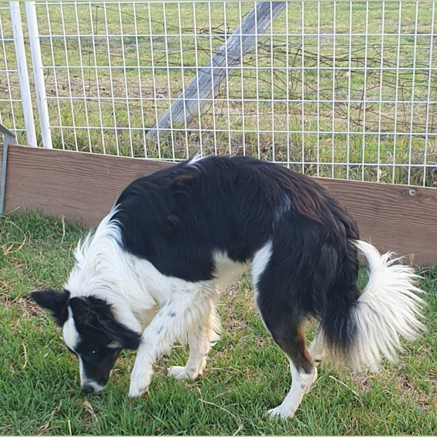 Photo of Gizmo