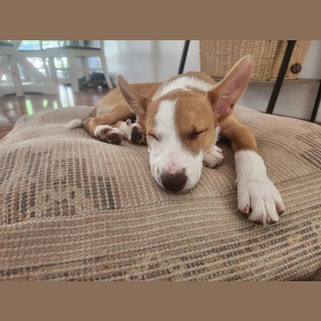 Photo of Pippa 