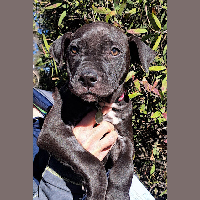 Photo of Misty