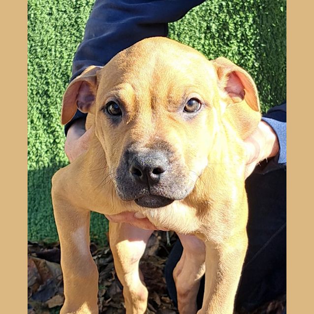 Photo of Ginger