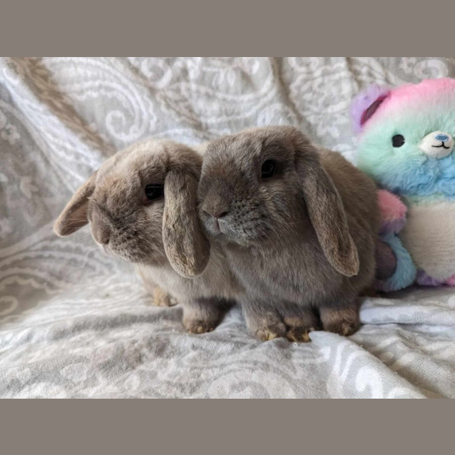 Photo of Sylvie And Thora (Located In Sunshine)