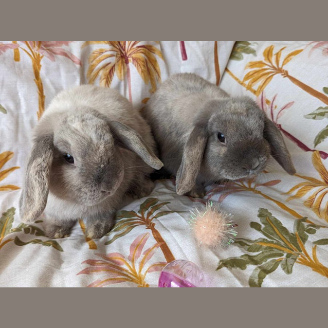 Photo of Sylvie And Thora (Located In Sunshine)