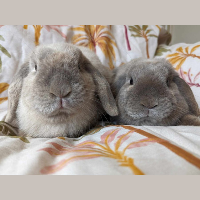 Photo of Sylvie And Thora (Located In Sunshine)