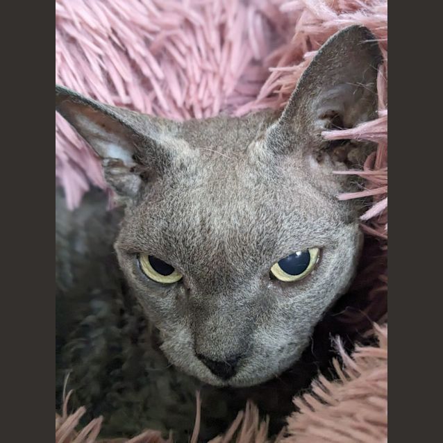 Photo of 💎 Polly F02645 💎