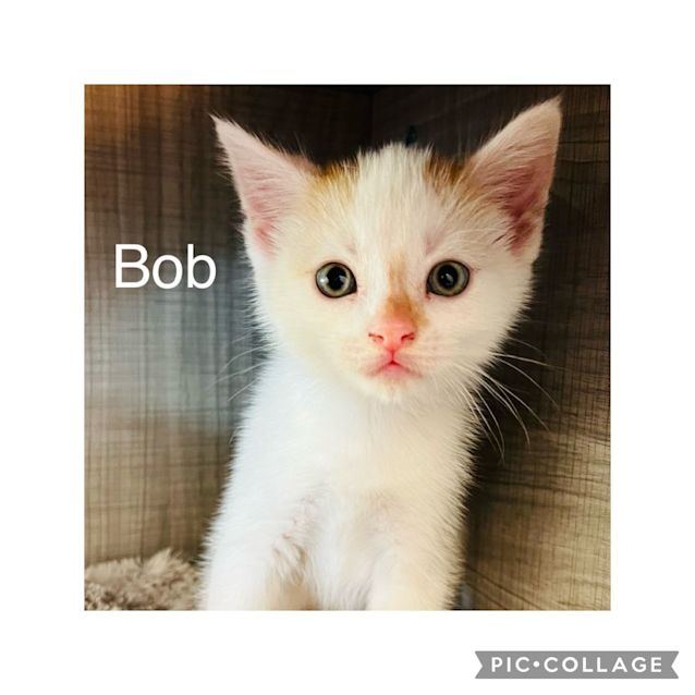 Photo of Bob