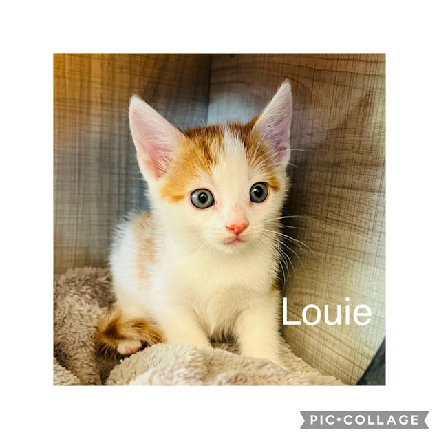 Photo of Louie