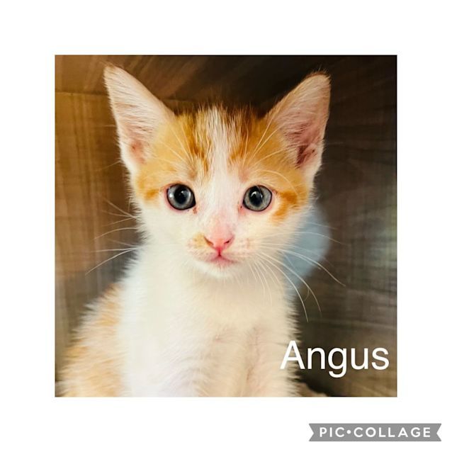 Photo of Angus
