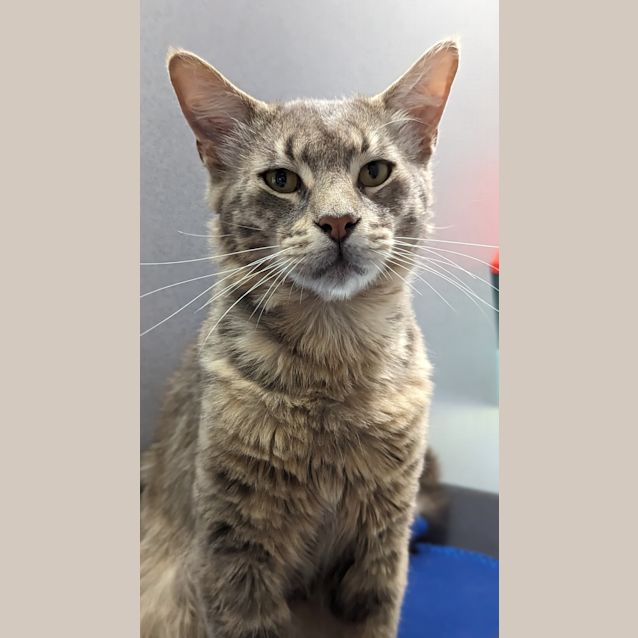 Wooly Male Domestic Medium Hair Mix Cat in QLD PetRescue