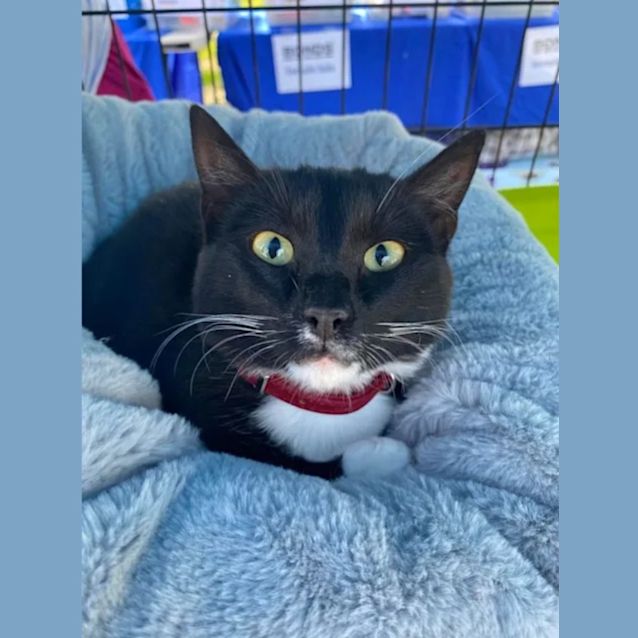 Photo of Lord Bassington (Baz)