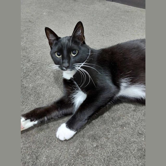 Photo of Lord Bassington (Baz)