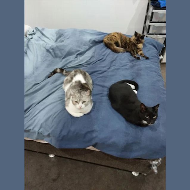 Photo of Lord Bassington (Baz)