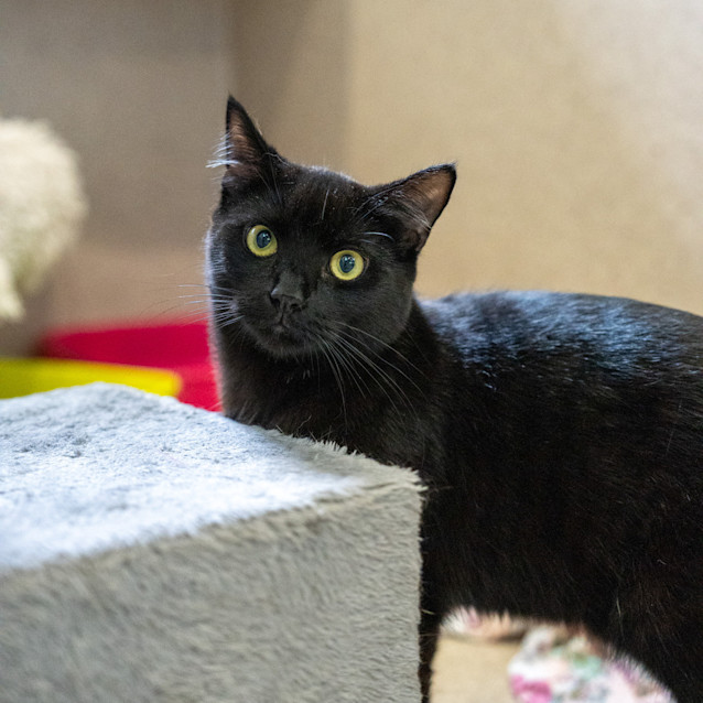 Photo of Midnight