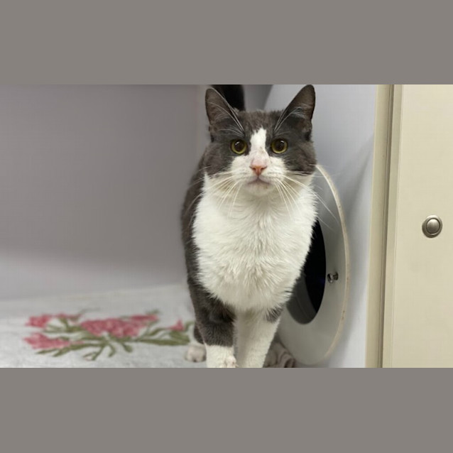 Photo of Baxter 