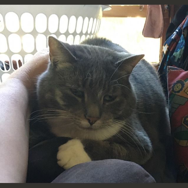 Photo of Luna   Assisted Rehome