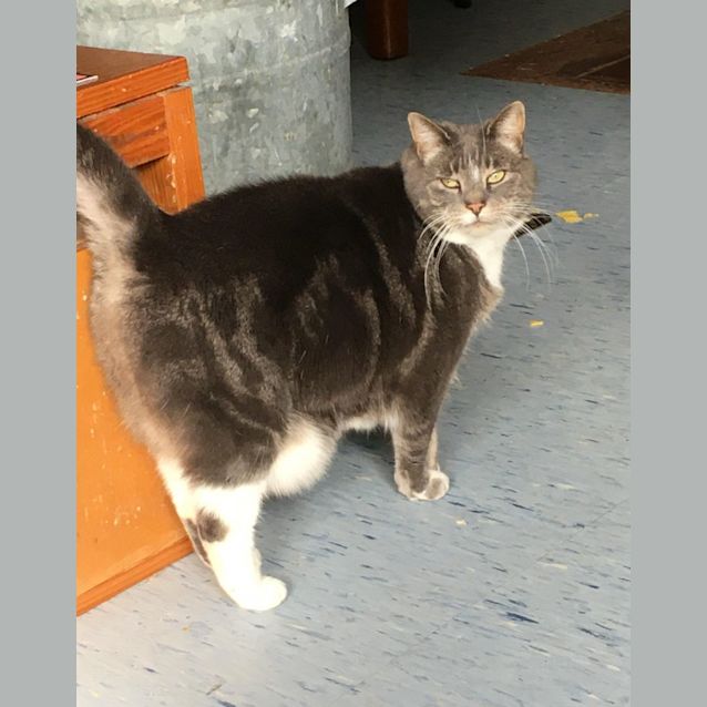 Photo of Luna   Assisted Rehome