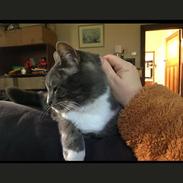 Photo of Luna   Assisted Rehome