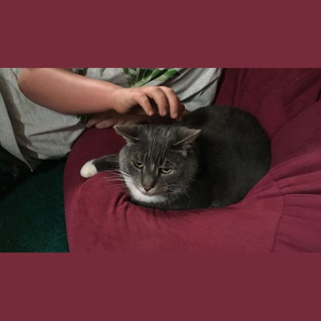 Photo of Luna   Assisted Rehome