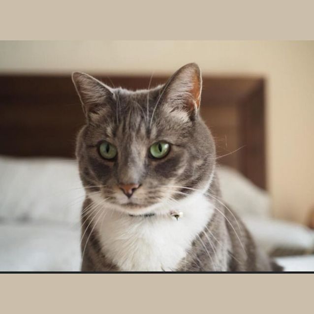 Photo of Luna   Assisted Rehome