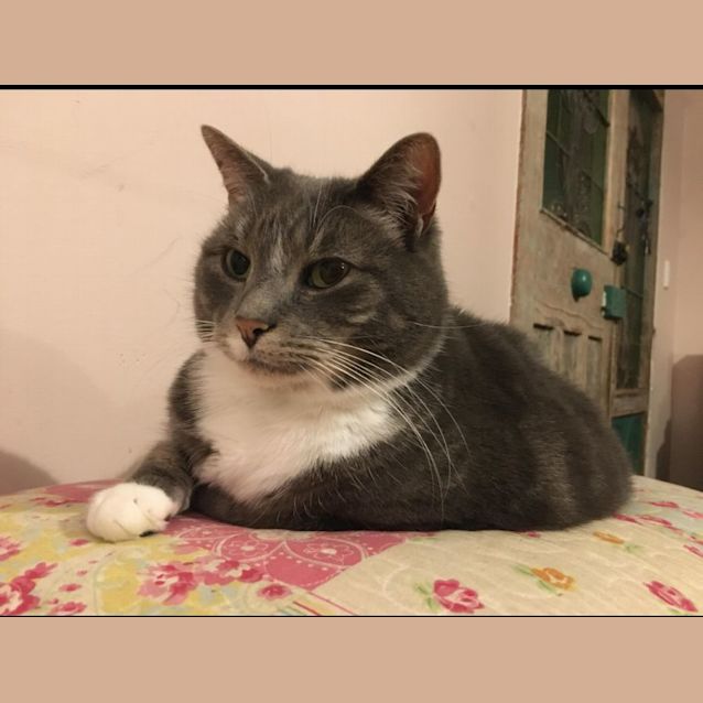 Photo of Luna   Assisted Rehome