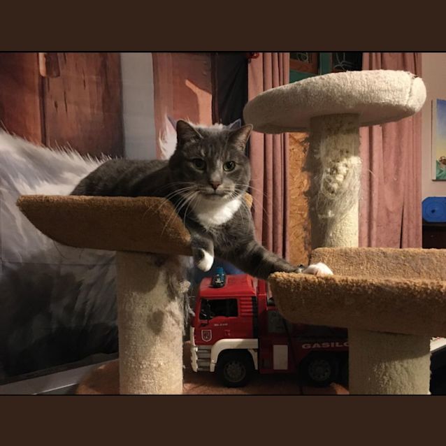 Photo of Luna   Assisted Rehome