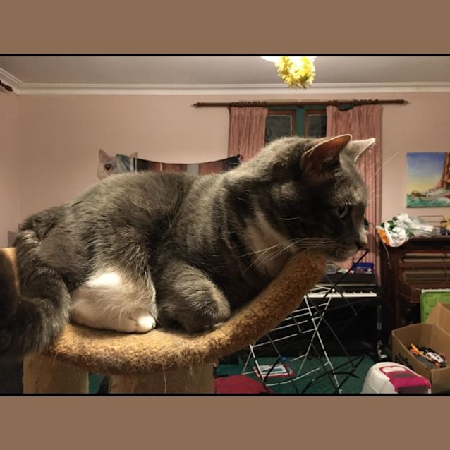 Photo of Luna   Assisted Rehome