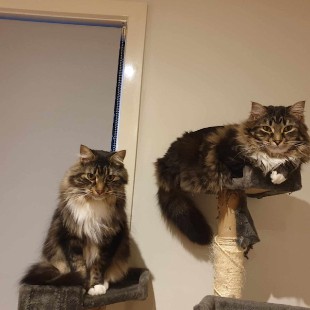 Photo of Koda & Tibs 🩵💙