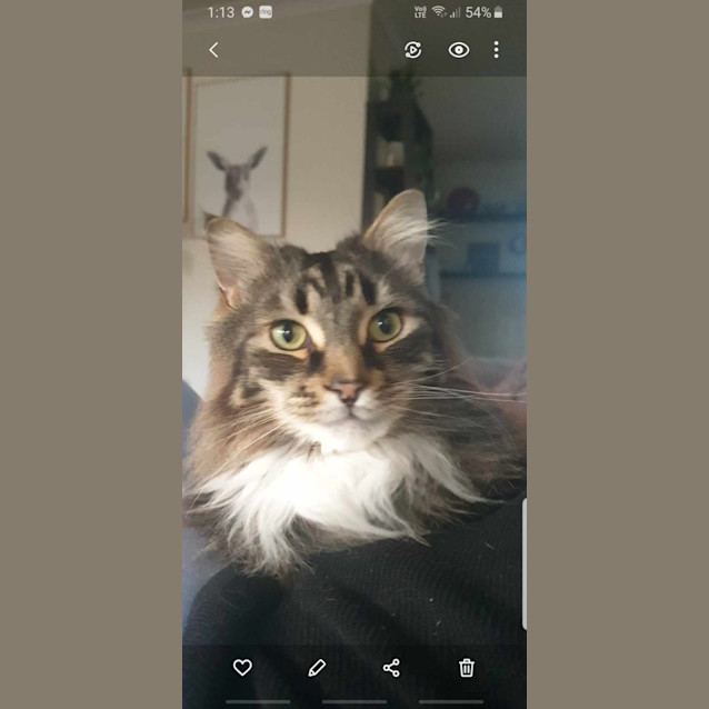 Photo of Koda & Tibs 🩵💙