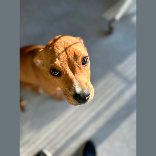 Photo of Callie