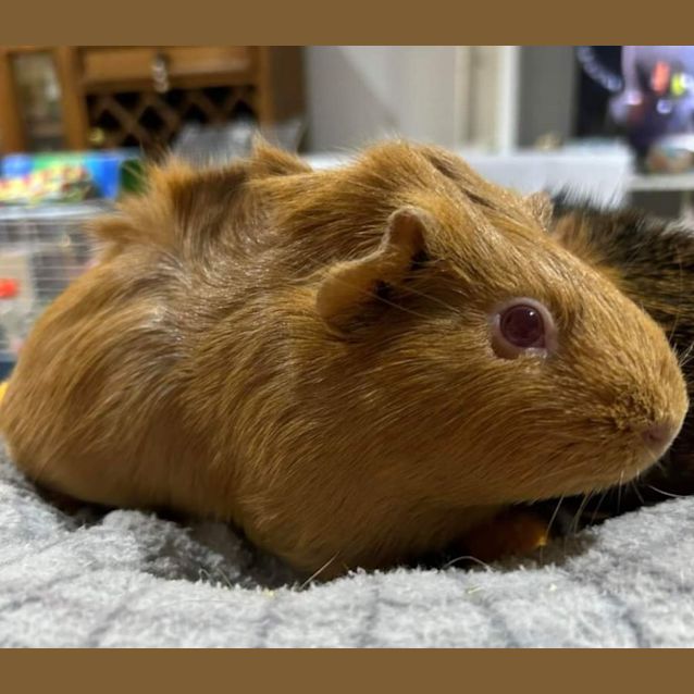 Photo of Ginger Spice And Geri