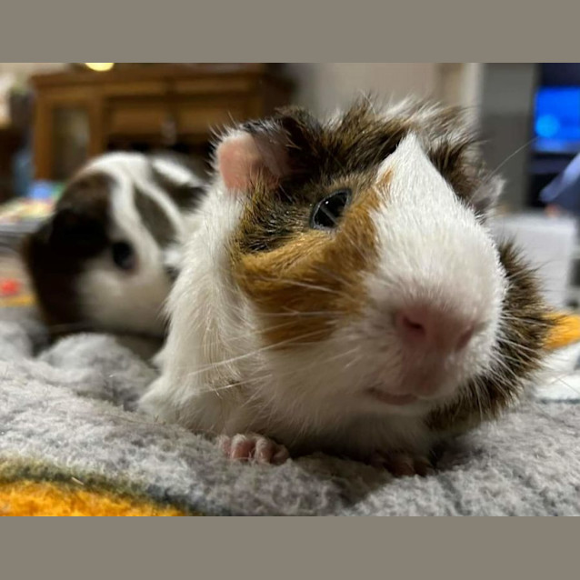 Photo of Constantine & Neo
