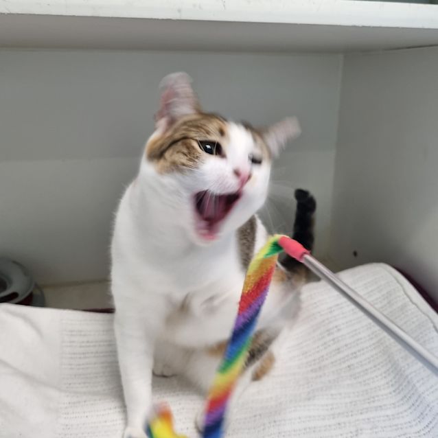 Photo of Tiger Lilly 